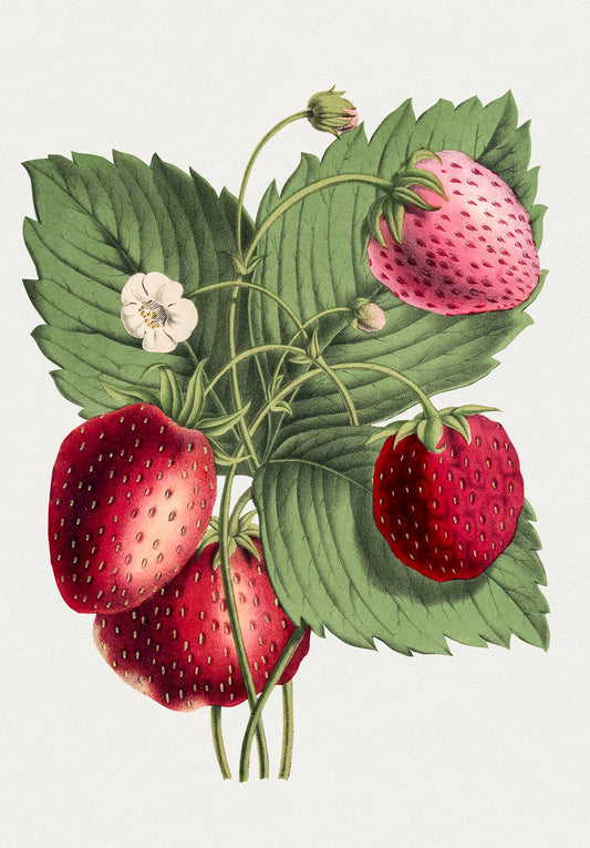 Strawberry Plant Vintage Wall Art Print 2