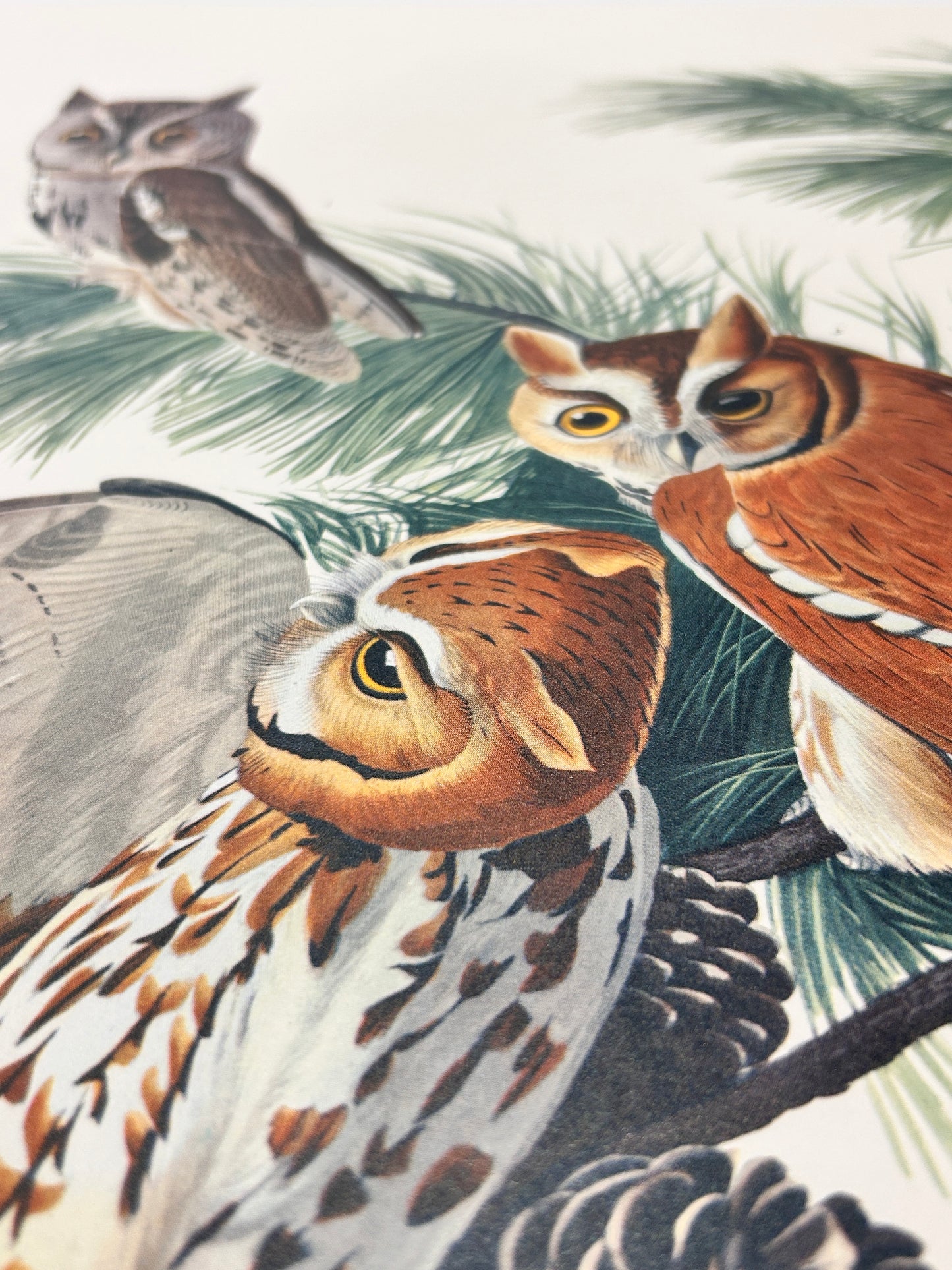 Vintage 1964  Lithographic Bird Print - Little Screetch Owl