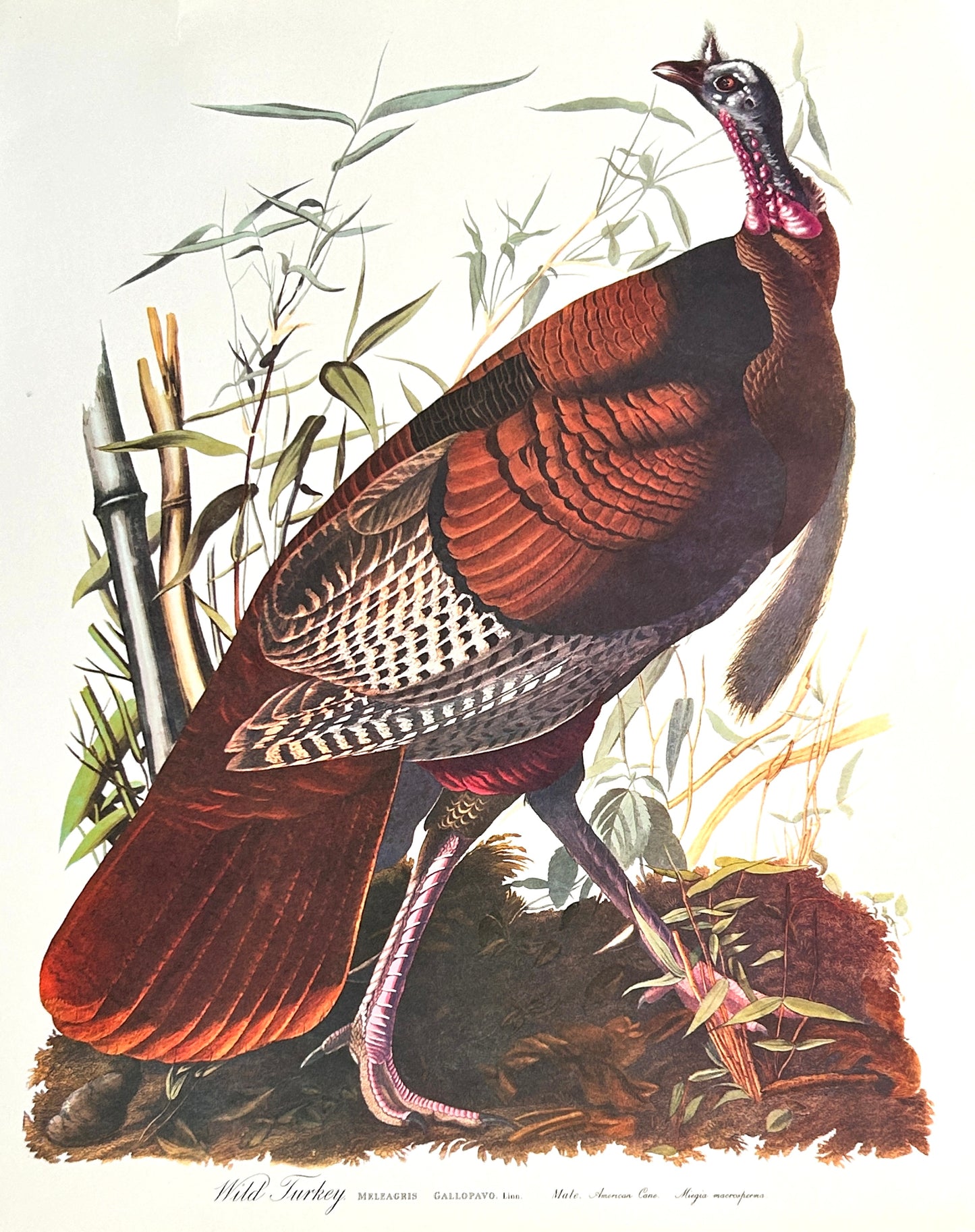 Antiquarian Lithographic Print - Wild Turkey
