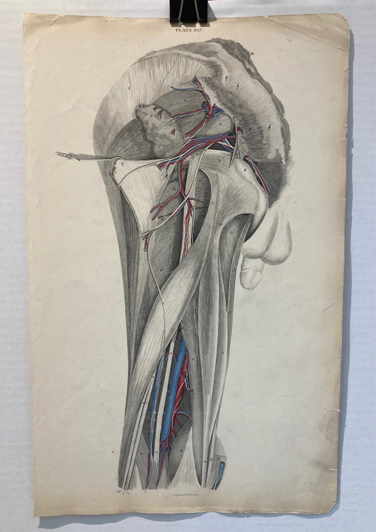 Early Anatomy - Plate XXV - ORIGINAL (Copy)