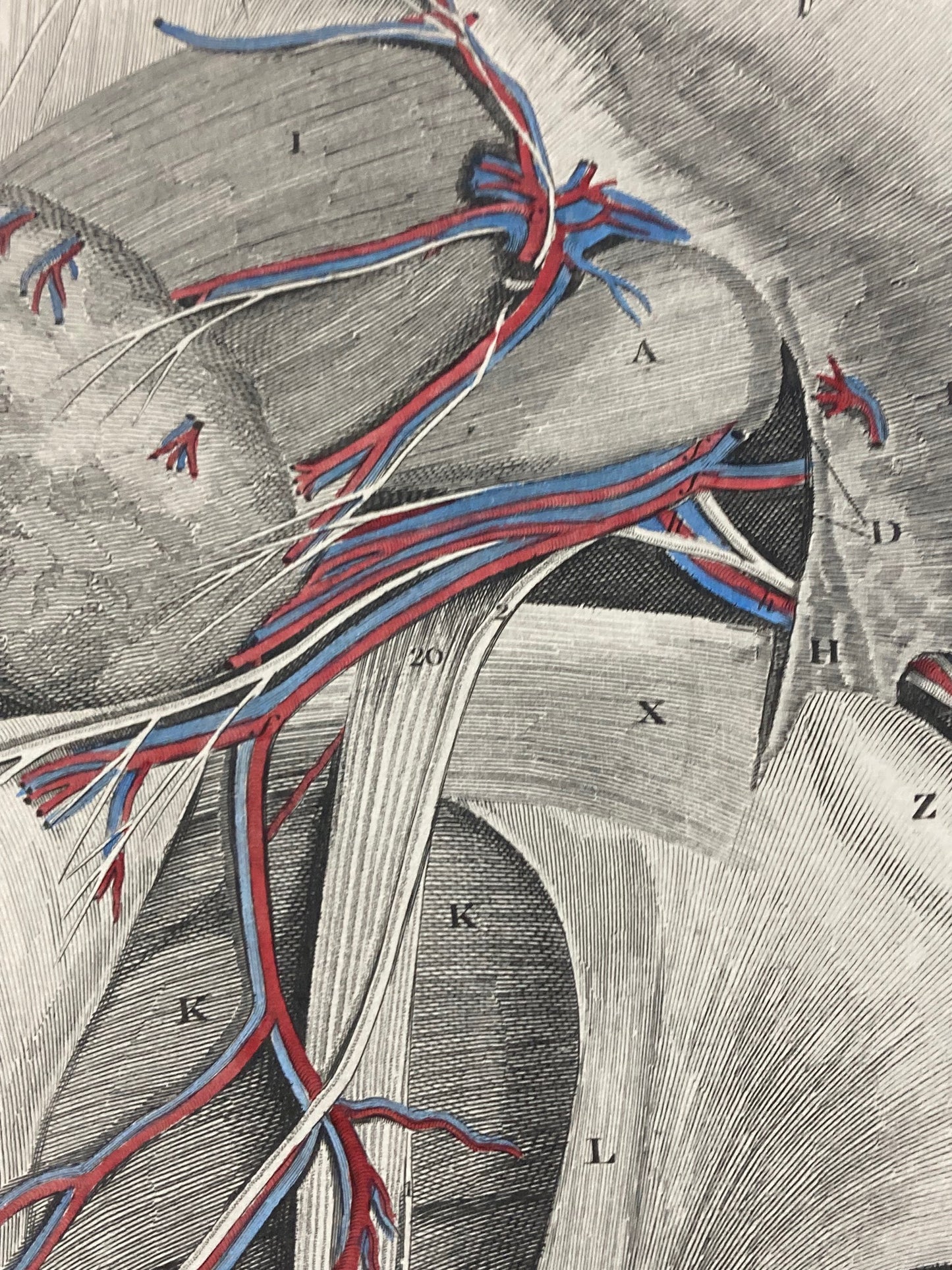 Early Anatomy - Plate XXV - ORIGINAL