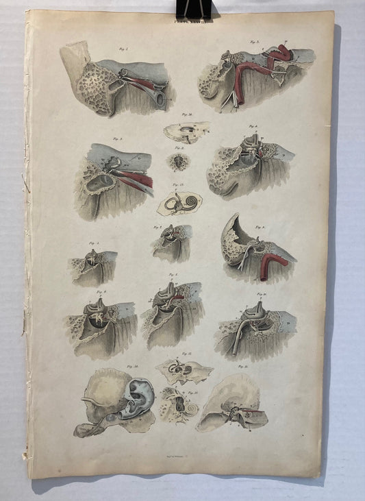 Early Anatomy - Plate LXXVIII - ORIGINAL