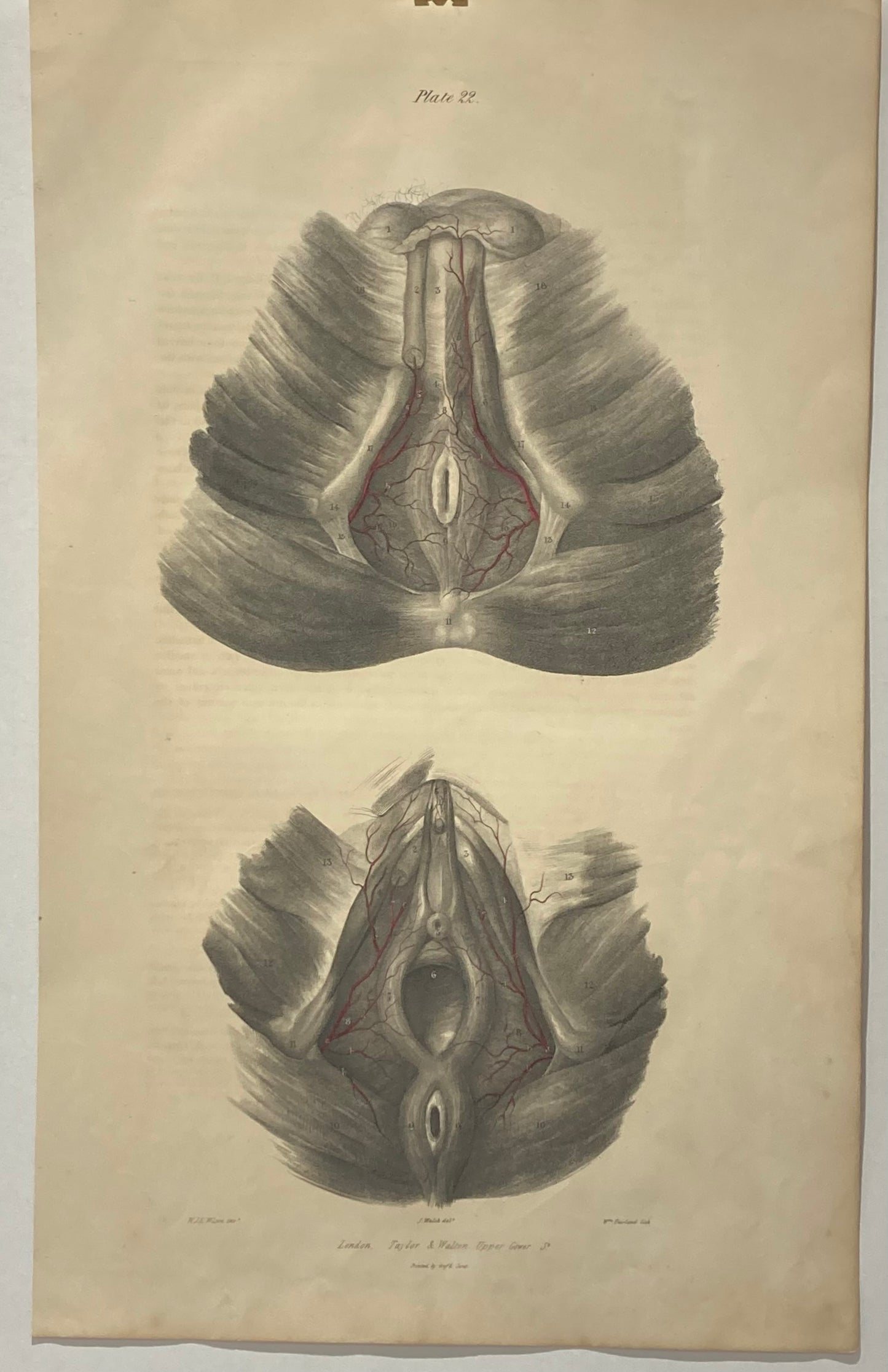 Original Artwork, Arteries of the Perinæum - C.1837 Anatomical Drawing 