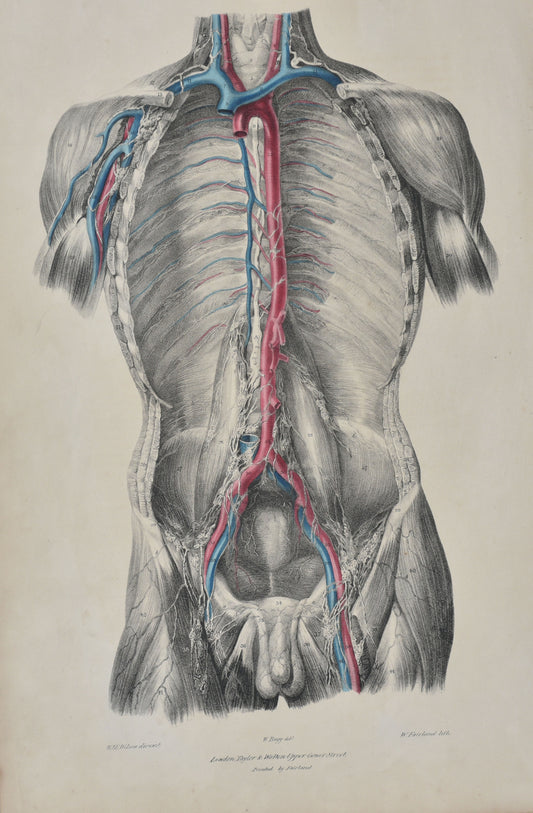 Medical Surgery Anatomical Anatomy Drawings - Plate 47. Post mortem study of Deep Lymphatics of the Trunk "with the course and relations of the thoracic duct.