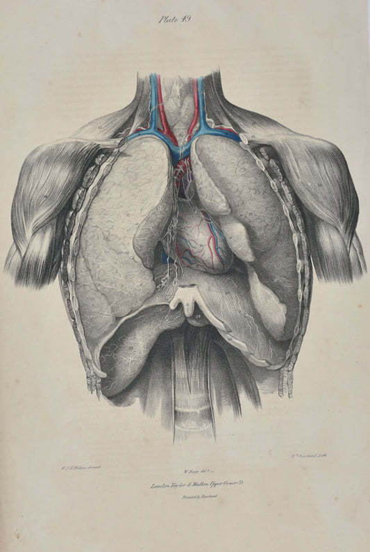 Original Artwork, Lymphatic Vessels of the Viscera...   C.1837 Anatomical Drawing