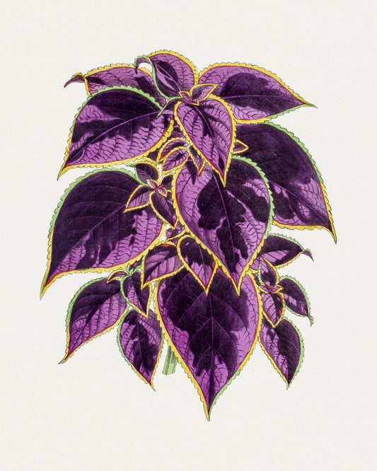 Vintage Botanical Purple Coleus Plant Wall Art Print 