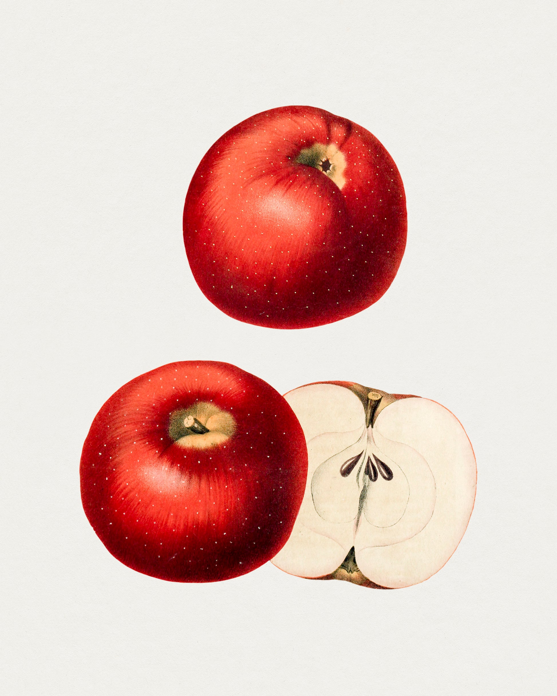 Vintage  Fruit Wall Art Print Apples